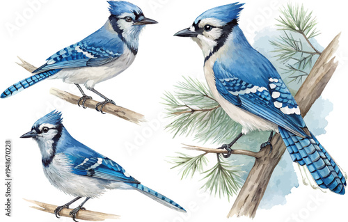 set of Watercolor Blue Jay, Forest Bird Clipart, vector illustration isolated on white background