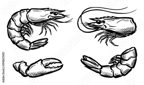 Hand-drawn black and white sketches of shrimp and a detached shrimp claw in various poses.
