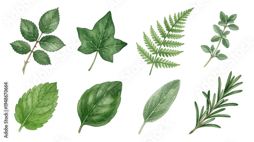 Hand-painted watercolor botanical illustration set featuring various green leaves and culinary herbs like rosemary, basil, mint, and sage on white background.