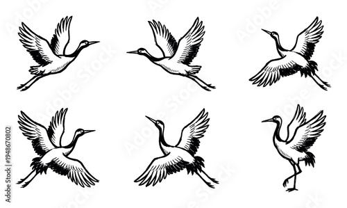Collection of hand-drawn black and white illustrations depicting elegant cranes in various flying and standing poses, showcasing their graceful movements.