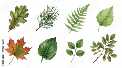 Watercolor botanical set of various beautiful tree leaves including oak, maple, fern, pine, and birch, isolated on white background for nature design patterns.