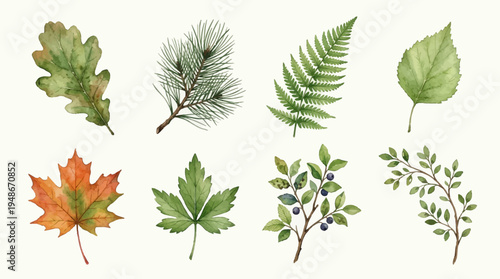 Watercolor botanical illustration set featuring oak, pine, fern, maple, and birch leaves on a white background, perfect for nature-themed design projects and art.