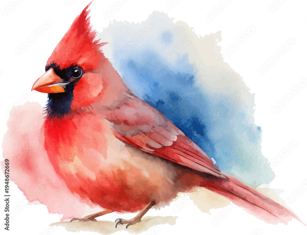 Fototapeta premium Watercolor Cardinal Bird Art, Nature Wildlife Illustration Isolated on White