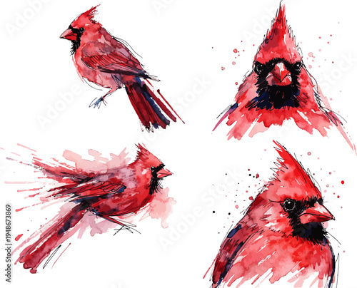 set of Watercolor Cardinal Painting, Red Bird vector illustration isolated on white background