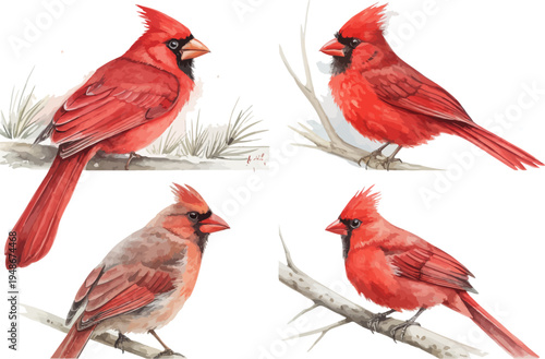 set of Red Northern Cardinal Watercolor Bird Illustration, Wildlife Clipart Isolated on White