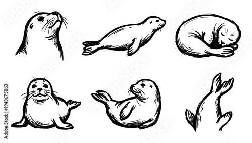 Collection of hand-drawn seal illustrations depicting the marine mammals in various poses and perspectives.