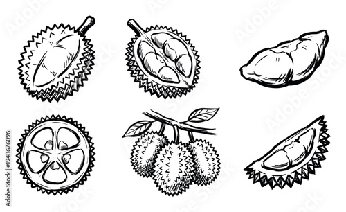 Hand-drawn illustrations of durian fruit in various forms, including whole, halved, and peeled segments, showcasing its unique spiky texture.