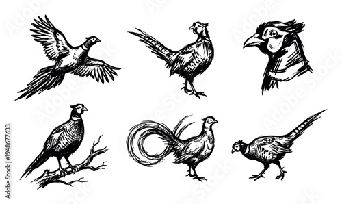 Collection of hand-drawn pheasant illustrations in various dynamic poses, showcasing the bird's distinctive features and plumage.