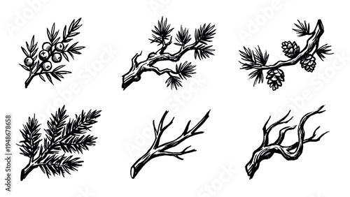 Hand-drawn black and white illustrations of various evergreen tree branches, including pine, juniper, and bare twigs, showcasing natural botanical elements.