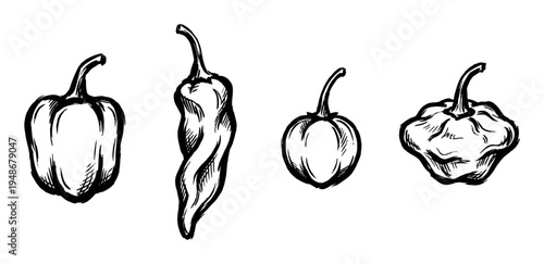 Four different types of hand-drawn chili peppers with varying shapes and sizes, illustrating their diverse forms.