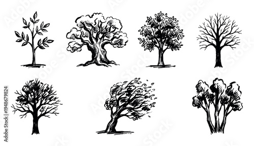 Set of diverse hand-drawn tree illustrations showcasing various styles and seasons, from leafy to bare branches and wind-blown forms.