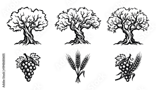 Collection of hand-drawn illustrations featuring rustic olive trees, ripe grape bunches, and bundles of wheat, evoking a natural and organic aesthetic.
