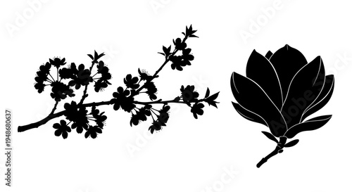 Set of 2 floral silhouettes vector, black lotus and cherry blossom branch