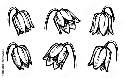 Hand-drawn sketch of six delicate bell-shaped flowers with drooping heads in a natural arrangement.