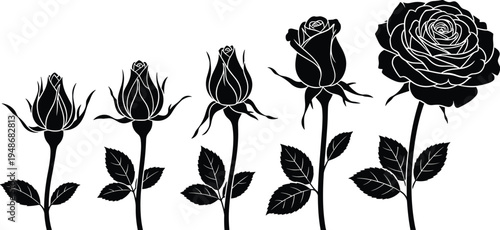 Rose flower blooming stages silhouettes from bud to full blossom, botanical floral growth cycle vector illustration set isolated on white background