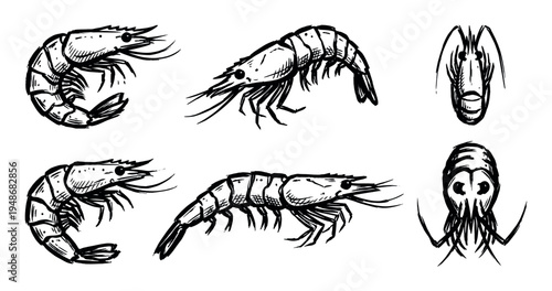 Hand-drawn illustrations of fresh shrimp and prawns in various poses, ready for culinary preparation.