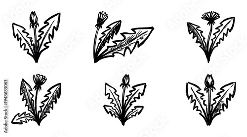 Hand-drawn black and white illustrations of dandelion plants with their characteristic leaves and flower buds.