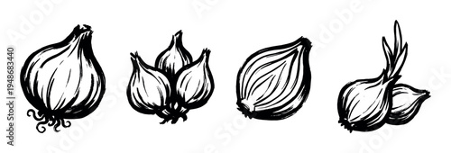 Hand-drawn black and white illustrations depict various forms of onions and shallots with a rustic brush stroke style.