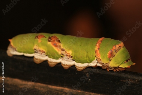 A Citrus Swallowtail Caterpillar Scaling A Garden Bin.