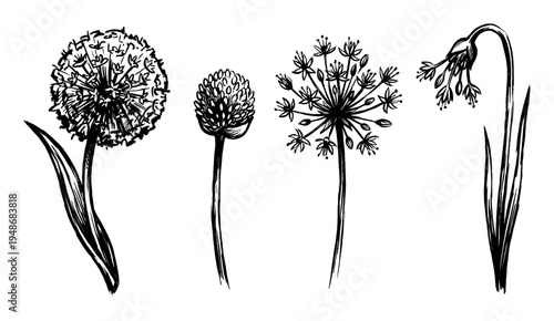 Collection of hand-drawn allium flowers in various stages of bloom, featuring detailed sketch illustrations of their unique spherical and clustered forms.