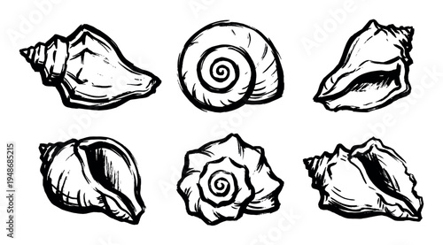 Collection of various hand-drawn seashell illustrations with a rough, artistic sketch style on a clean surface.