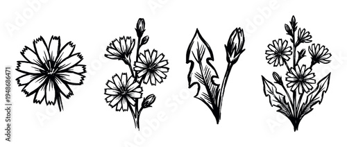 Chicory flowers and leaves are depicted in a stylized hand-drawn illustration set, showcasing various botanical elements.