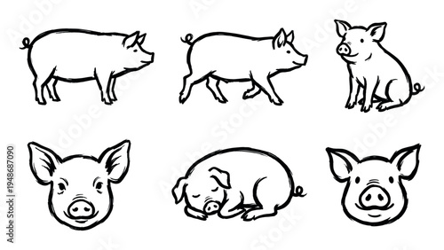 Various black and white brush stroke illustrations depict pigs in different poses and perspectives.