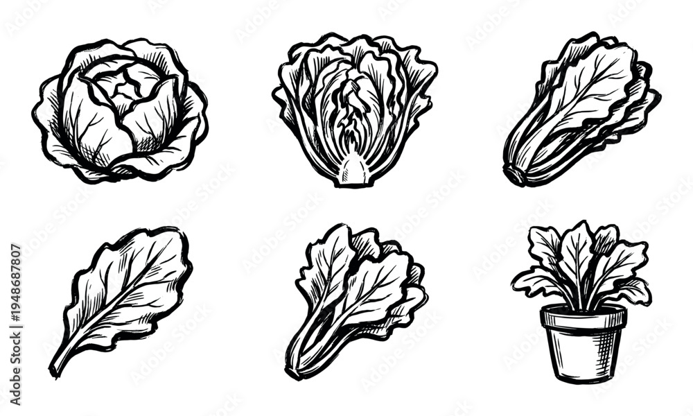 Fototapeta premium Set of hand-drawn illustrations depicting various types of fresh green lettuce and leafy vegetables, perfect for healthy eating concepts.