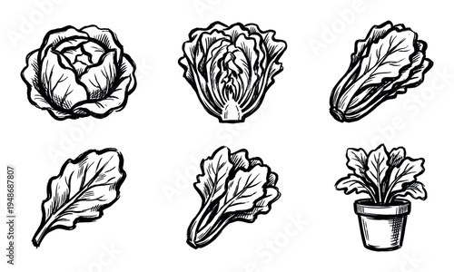 Set of hand-drawn illustrations depicting various types of fresh green lettuce and leafy vegetables, perfect for healthy eating concepts.