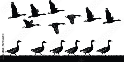 Silhouette of geese flying in sky and walking on ground, nature wildlife illustration concept for migration, animal behavior, outdoor scenery, and artistic design projects