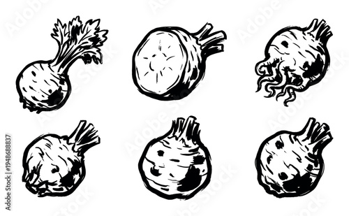 Hand-drawn illustrations depicting various forms of celeriac, also known as celery root, showcasing its unique texture and shape.