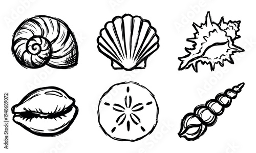 Assortment of hand-drawn seashells and a sand dollar, showcasing various marine life forms with intricate details.