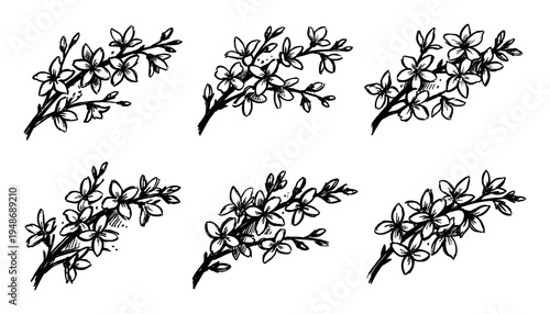 Set of hand-drawn black and white flowering branches with delicate blossoms, illustrating the beauty of spring foliage and small flowers.