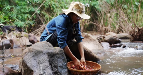 Thai Woman Washing Coffee Beans in Mountain Stream