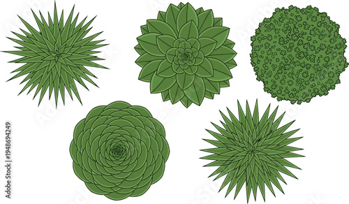 Top view green succulent plants and ornamental garden bushes collection, decorative botanical foliage vector illustration set for landscaping and nature design isolated on white background