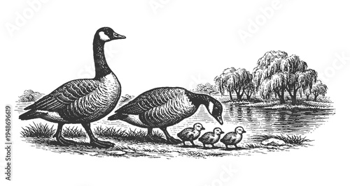 Canada Goose Family with Goslings by Lake Pond Vector Illustration in Detailed Vintage Engraving Style for Nature and Bird Watching Design