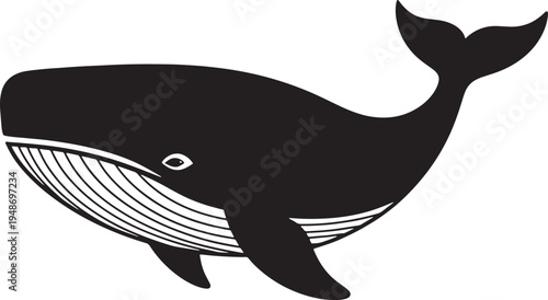 Black whale with white underbelly swimming in ocean waters freely