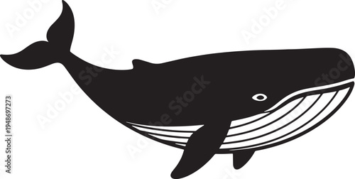 Large black whale swimming in the ocean waters  marine life
