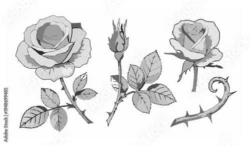 Old engraved rose botanical vector set vintage floral engraving illustration