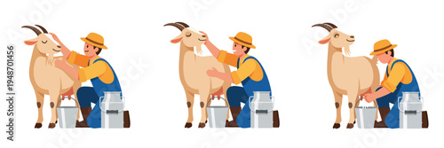 Farmer milking goats with buckets