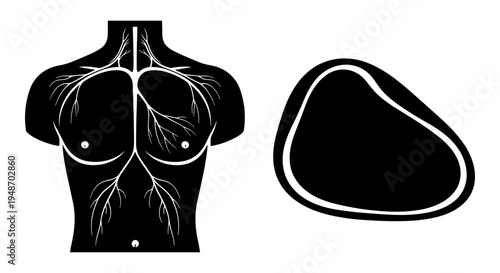 Anatomy illustration of the human pectoral region and cross-section of a breast Vector, illustration