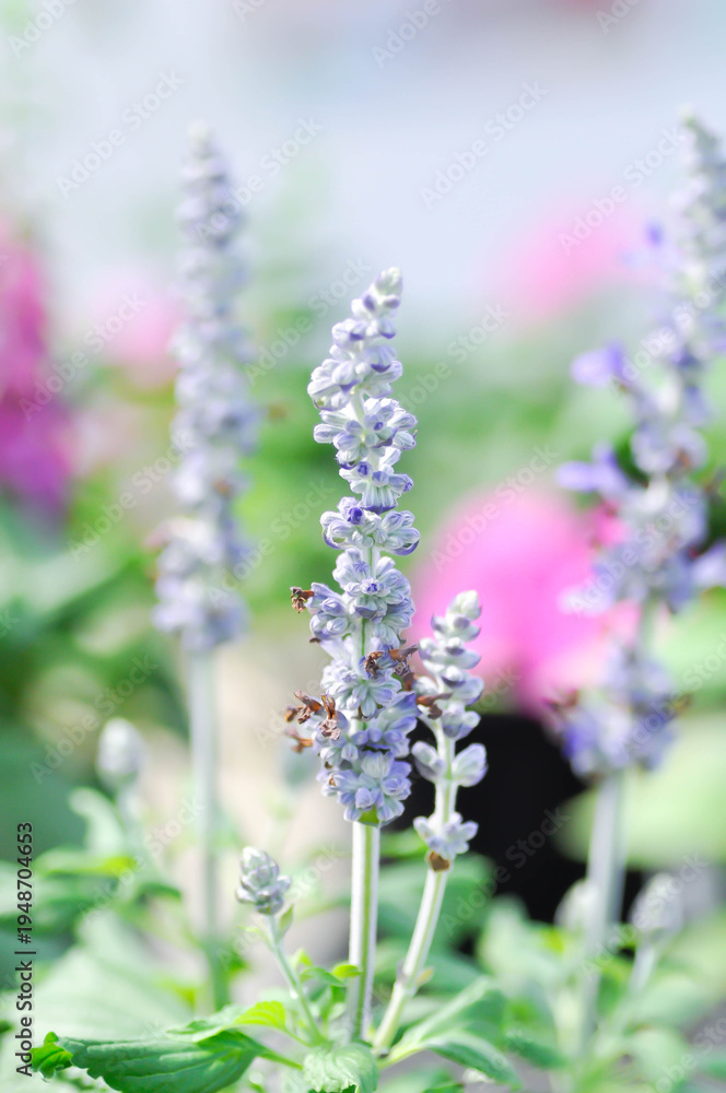 Fototapeta premium Blue Salvia, Mealy Cap Sage or Salvia farinacea Benth or Salvia farinacea or Salvia sp or Lamiaceae or purple flower