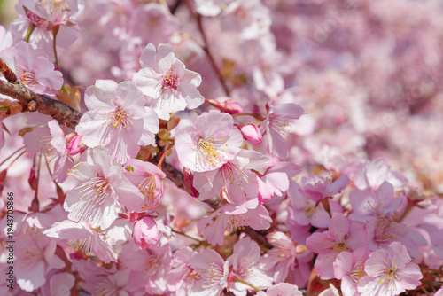 春の訪れを告げる河津桜