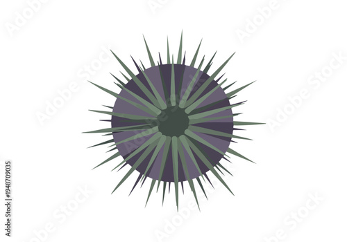 Illustration of a purple and green spiky sea urchin viewed from above with sharp quills radiating outwards against a white background