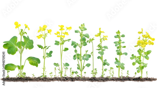 Sets of Mustard Plants in Different Growth Stages on transparent background
