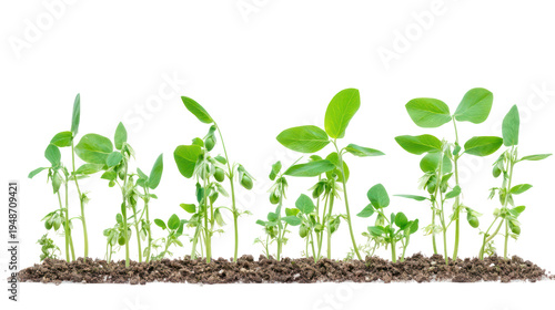 Sets of Pea Plants in Different Growth Stages on transparent background