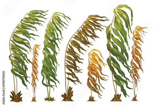 Illustration of various kelp plants swaying gently in the underwater currents