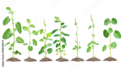 A row of green plants growing in soil on transparent background