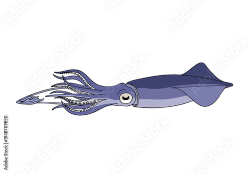 A detailed illustration of a deep-sea squid with its tentacles extended, showcasing its aquatic nature and marine life characteristics