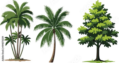 Palm tree illustration set, coconut palm vector, deciduous tree design art, tropical foliage icon, landscape motif, botanical nature symbol graphic